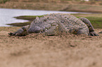 Nile crocodile