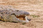 Nile crocodile