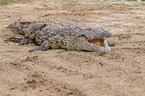 Nile crocodile