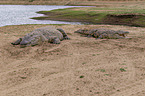 Nile crocodiles