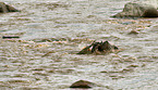 Nile crocodile and western white-bearded wildebeest