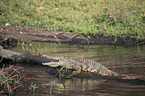 Nile crocodile