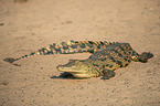 Nile crocodile