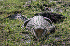 Nile crocodile