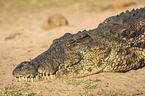 Nile crocodile