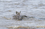 Nile Crocodile kills Zebra