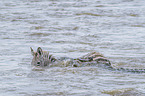 Nile Crocodile kills Zebra