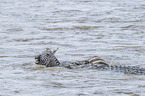 Nile Crocodile kills Zebra