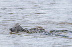 Nile Crocodile kills Zebra
