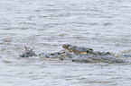 Nile Crocodile kills Zebra