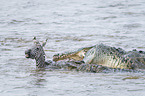 Nile Crocodile kills Zebra