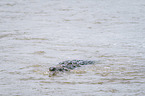 Nile Crocodile kills Zebra