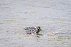 Nile Crocodile kills Zebra