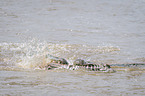 Nile Crocodile kills Zebra