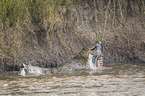 Nile Crocodile kills Zebra