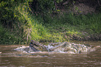 Nile Crocodile kills Zebra