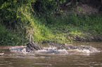 Nile Crocodile kills Zebra