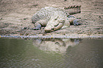 Nile Crocodile