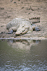 Nile Crocodile