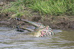 Nile Crocodile kills Zebra