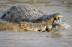Nile Crocodils kills Zebra