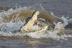 Nile Crocodils