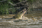 Nile Crocodile eats Zebra