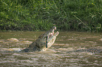 Nile Crocodile eats Zebra