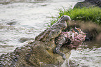 Nile Crocodile eats Zebra