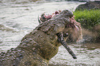 Nile Crocodile eats Zebra