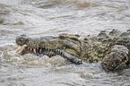 Nile Crocodile eats Zebra