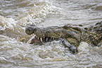 Nile Crocodile eats Zebra