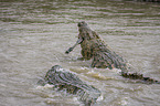 Nile Crocodile eats Zebra