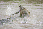 Nile Crocodile eats Zebra