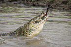 Nile Crocodile eats Zebra