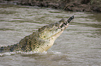 Nile Crocodile eats Zebra