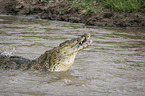 Nile Crocodile eats Zebra