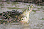 Nile Crocodils