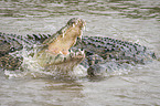Nile Crocodils
