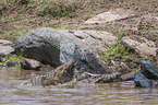 Nile Crocodile kills Blue Wildebeest