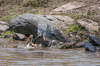 Nile Crocodile kills Blue Wildebeest