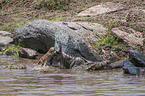 Nile Crocodile kills Blue Wildebeest