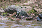 Nile Crocodile kills Blue Wildebeest