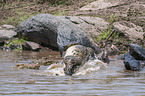 Nile Crocodile kills Blue Wildebeest