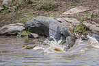 Nile Crocodile kills Blue Wildebeest