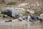 Nile Crocodile kills Blue Wildebeest