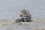 Nile Crocodile kills Zebra