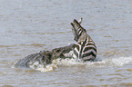 Nile Crocodile kills Zebra