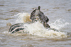 Nile Crocodile kills Zebra