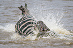 Nile Crocodile kills Zebra